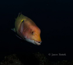 The Hogfish is a common resident of the Socorro Islands. ... by Jason Sintek 